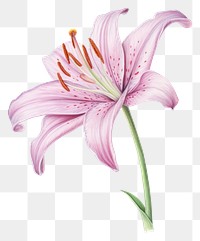 PNG Blossom flower plant lily.