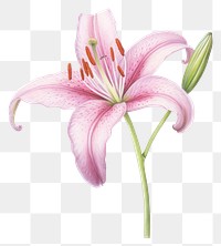 PNG Blossom flower plant lily