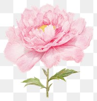 PNG Flower plant peony rose