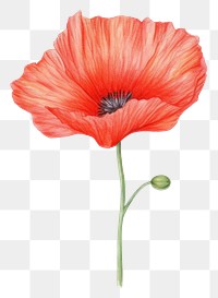 PNG Flower poppy plant red. 