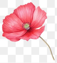 PNG Flower poppy petal plant. 