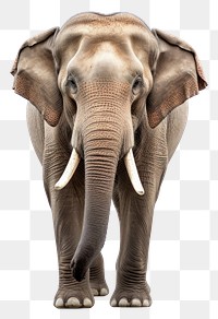 PNG Elephant wildlife animal mammal. 