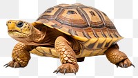 PNG Reptile animal wildlife tortoise. 