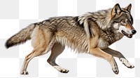 PNG Wolf animal mammal coyote. AI generated Image by rawpixel.