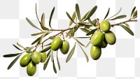 PNG Branch plant olive leaf. 