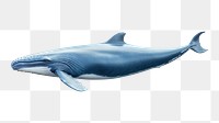 PNG Whale animal mammal fish. 