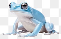 PNG Baby white tree frog amphibian wildlife animal. AI generated Image by rawpixel.