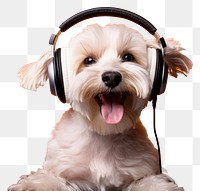 PNG Headphones dog terrier headset. 