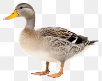 PNG Animal goose bird duck. 