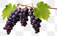 PNG Grapes vine hanging fruit. AI generated Image by rawpixel.