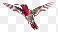 PNG Hummingbird animal flying transparent background. 