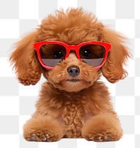 PNG Poodle puppy sunglasses mammal. AI generated Image by rawpixel.