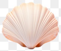 PNG Seashell clam transparent background invertebrate