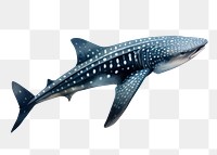 PNG Whale shark underwater animal mammal, digital paint illustration