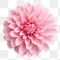 PNG Flower chrysanths blossom dahlia. 