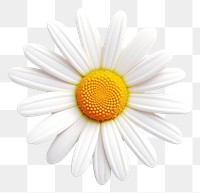 PNG Flower daisy blossom petal. AI generated Image by rawpixel.