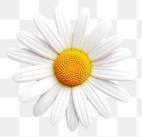 PNG Flower daisy blossom petal. 