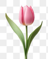 PNG Blossom flower tulip plant. 