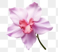 PNG Blossom flower orchid petal. 