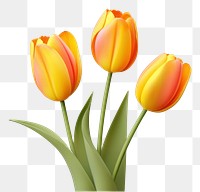 PNG Flower tulip blossom plant. 