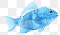 PNG  Fish animal white background transparent. AI generated Image by rawpixel.