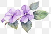 PNG Flower purple plant petal. 