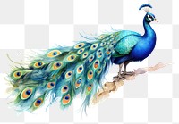 PNG Peacock animal bird  