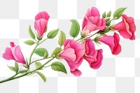PNG Perennial Sweet Pea blossom flower plant