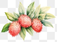 PNG Rambutan fruit flower plant. AI generated Image by rawpixel.
