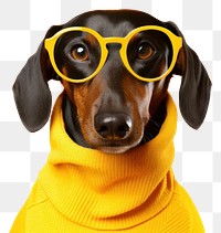 PNG Glasses dachshund animal mammal. AI generated Image by rawpixel.