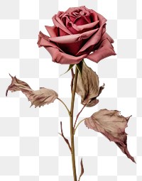 PNG Flower plant rose inflorescence. AI generated Image by rawpixel.