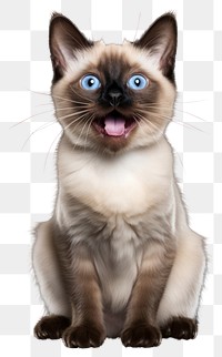 PNG Siamese animal mammal cute transparent background