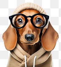 PNG Glasses puppy portrait mammal. AI generated Image by rawpixel.