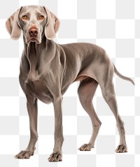 PNG Weimaraner pointer animal mammal. 