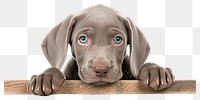 PNG Puppy weimaraner animal mammal. 