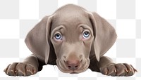 PNG Puppy weimaraner animal mammal. 