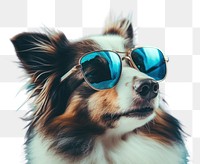 PNG Sunglasses dog spaniel mammal. AI generated Image by rawpixel.