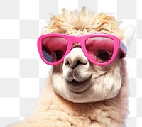 PNG Sunglasses alpaca mammal animal. 