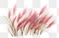 PNG Plant grass fragility lavender.