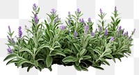 PNG Lavender flower plant agriculture