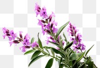 PNG Gladiolus lavender blossom flower. AI generated Image by rawpixel.