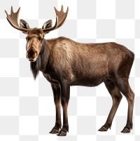 PNG Moose deer wildlife animal mammal