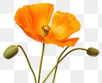 PNG California poppy flower petal plant. 