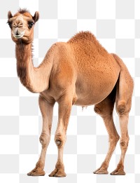 PNG Camel animal mammal white background. AI generated Image by rawpixel.