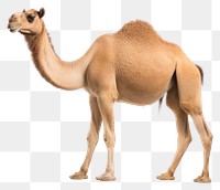 PNG Camel animal mammal white background. AI generated Image by rawpixel.