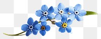 PNG Forget-me-not flower blossom plant petal. 