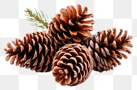 PNG Pine plant tree fir