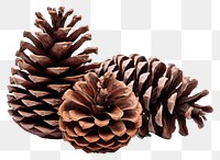 PNG Plant tree pine cone pinaceae. AI generated Image by rawpixel.