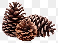 PNG Plant tree pine cone pinaceae. 