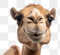 PNG Camel wildlife animal mammal. AI generated Image by rawpixel.